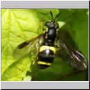 Chrysotoxum bicinctum - Zweiband-Wespenschwebfliege w08.jpg